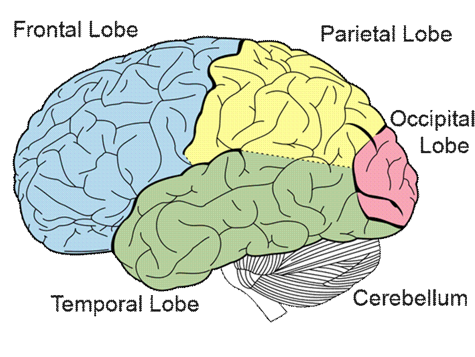 Image result for brain structures